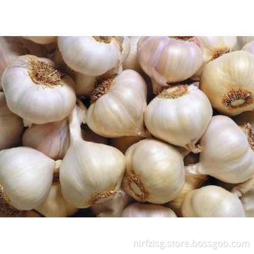 Spicy Fresh Pure White Garlic Organic Vegetable 20kg / Mesh